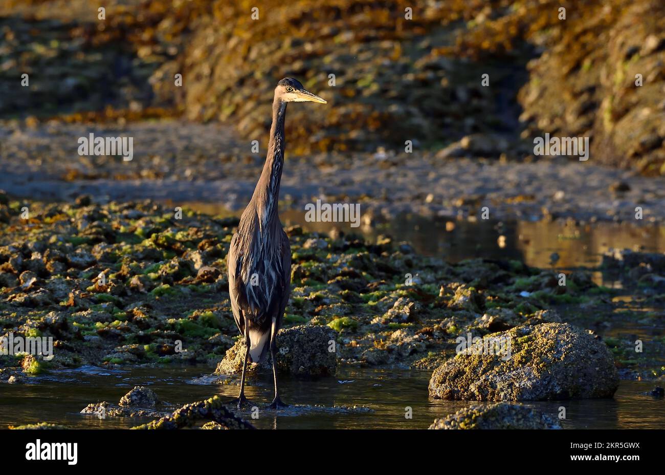 A front view of a Great Blue Heron (Ardea herodias), foraging for fish in shallow water on the shore of Vancouver Island on British Columbia Canada Stock Photo