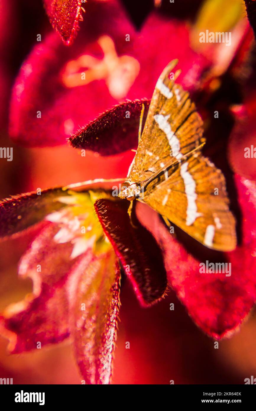 Wildlife wilderness in a macro photograph of a moth in colourful leafy vegetation. Captured: Queensland, Australia Stock Photo