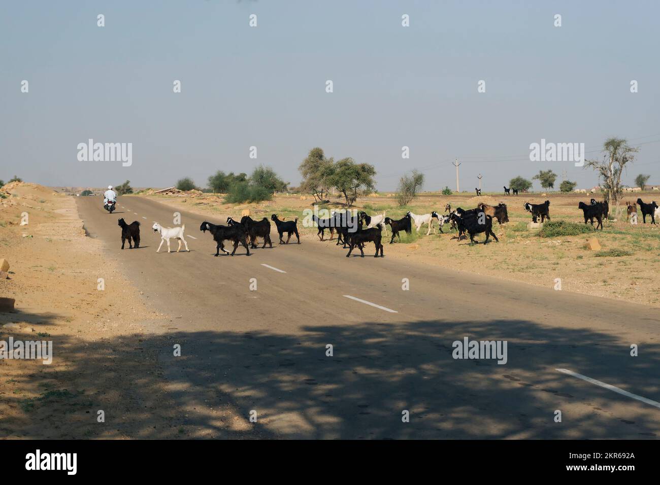 Goats are crossing desert road at Thar desert, Rajasthan, India. Stock Photo