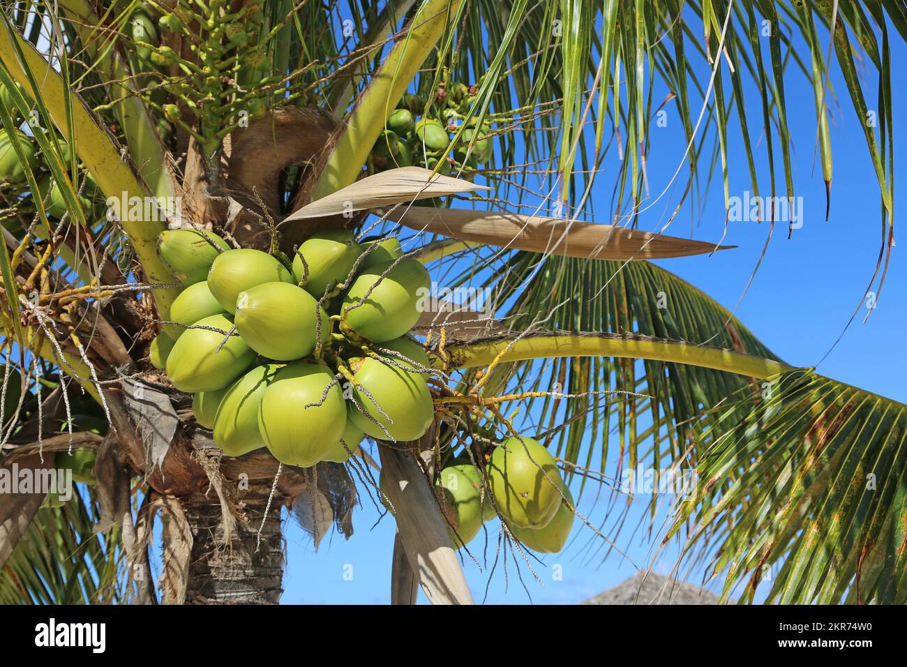 Palm tree with coconuts Stock Photo Alamy