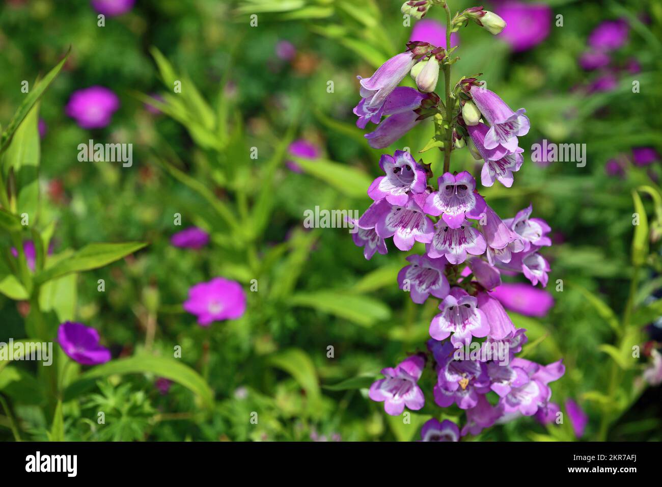 Purple bell flowers with white center Stock Photo Alamy