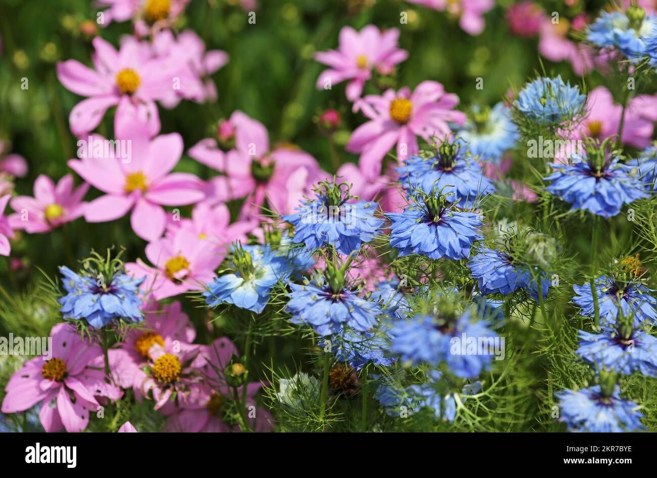 Blue and pink flowers - California Stock Photo