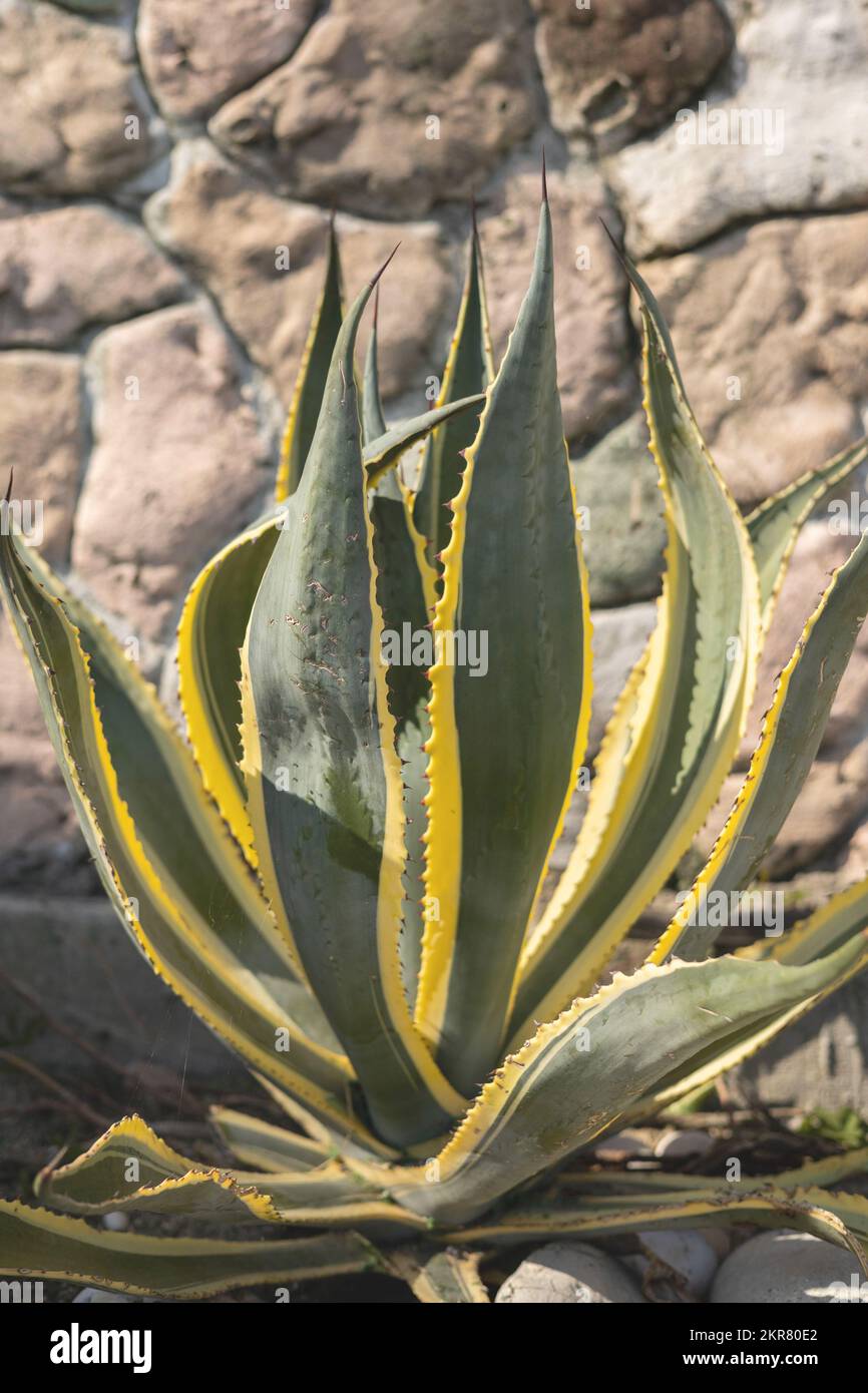 100 prozent aloe vera Real Aloe Juice 100% Purified & Filtered Quart main image 1