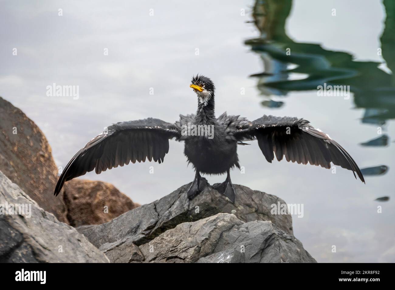 Young black cormorant, or black shag, drying its wings after swimming in harbour, Wellington, North island, New Zealand Stock Photo
