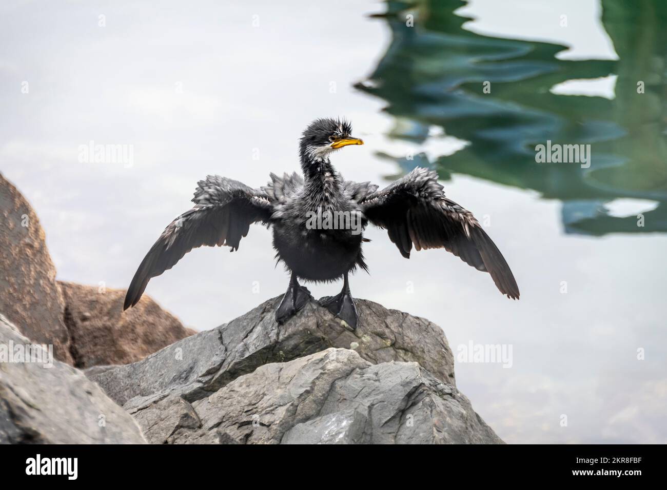 Young black cormorant, or black shag, drying its wings after swimming in harbour, Wellington, North island, New Zealand Stock Photo