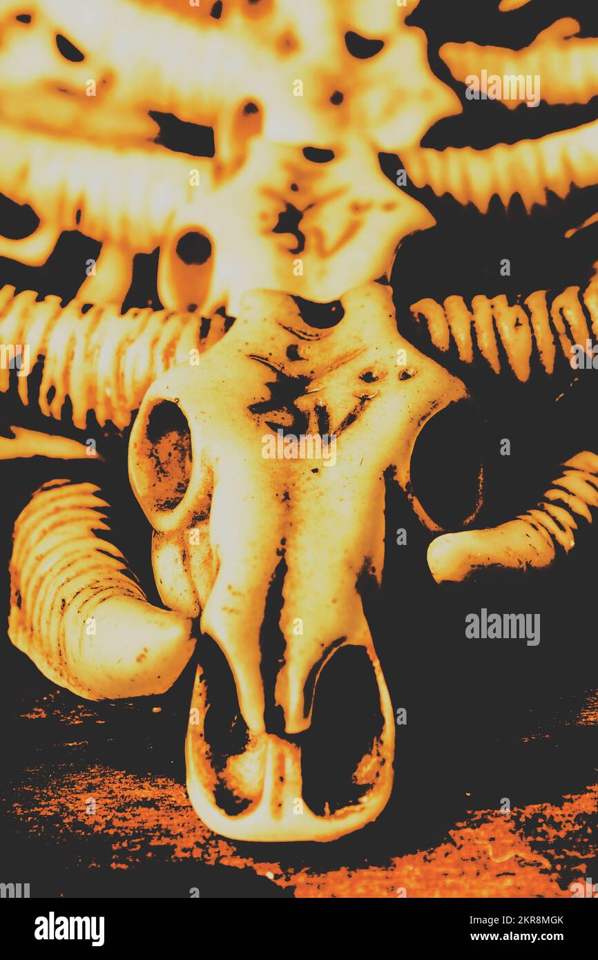 Craniums hires stock photography and images Alamy