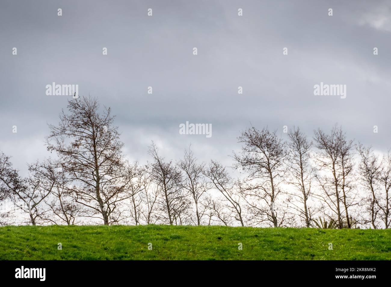 Row of trees on hilltop, in winter, near Levin, Horowhenua, North island, New Zealand Stock Photo
