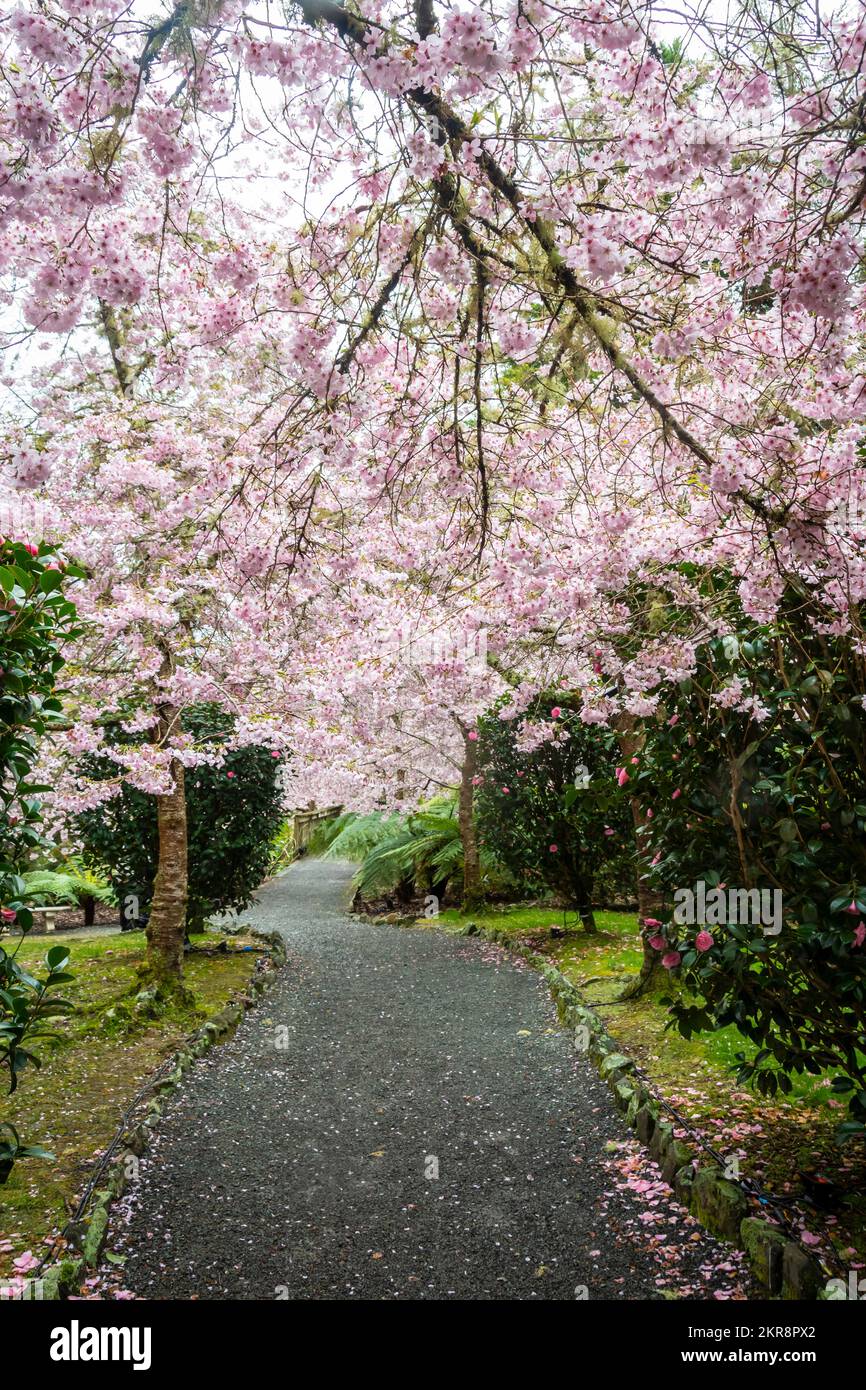 Flowering cherry blossom trees, Aston Norwood gardens, Wellington