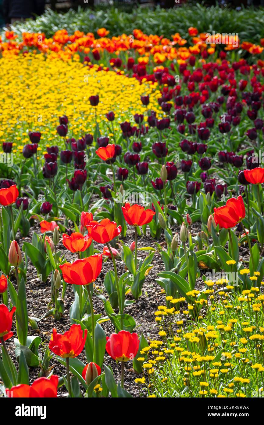 Tulips in Botanical Gardens, Wellington, North island, New Zealand