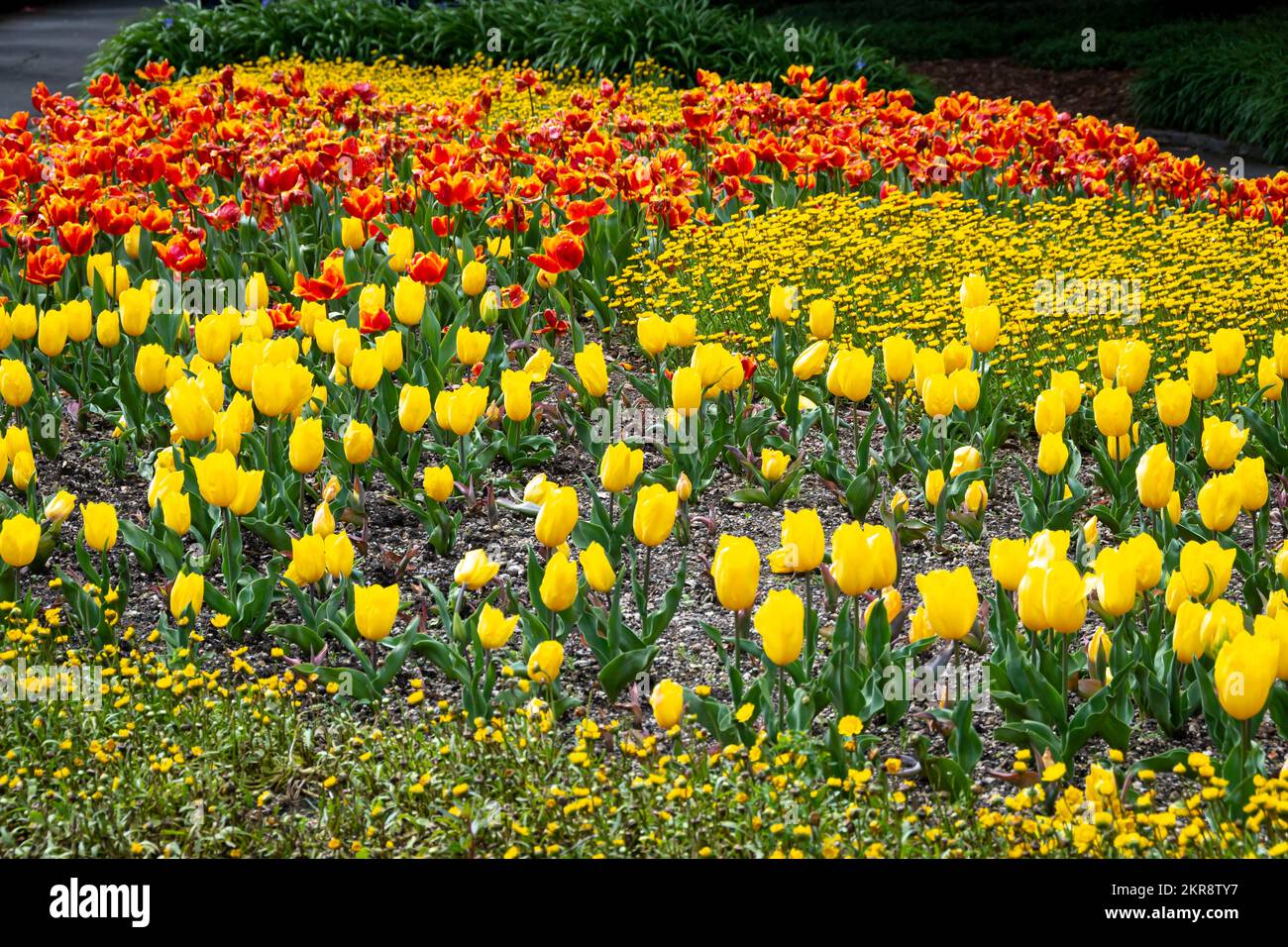 Tulips in Botanical Gardens, Wellington, North island, New Zealand