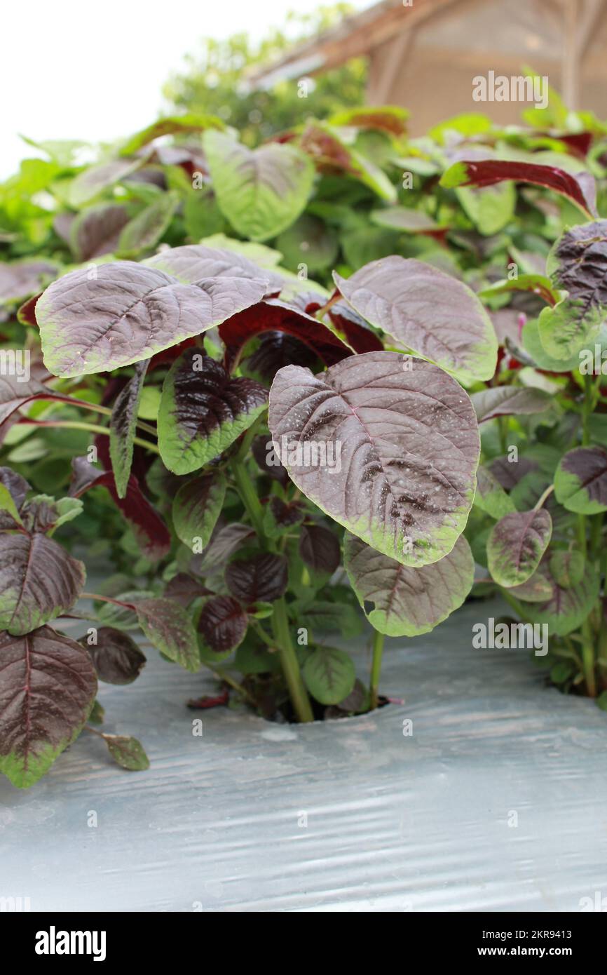 Amaranthus Tricolor. Spinach fresh Amaranth leaves growing in the vegetable garden. Organic vegetables. Stock Photo