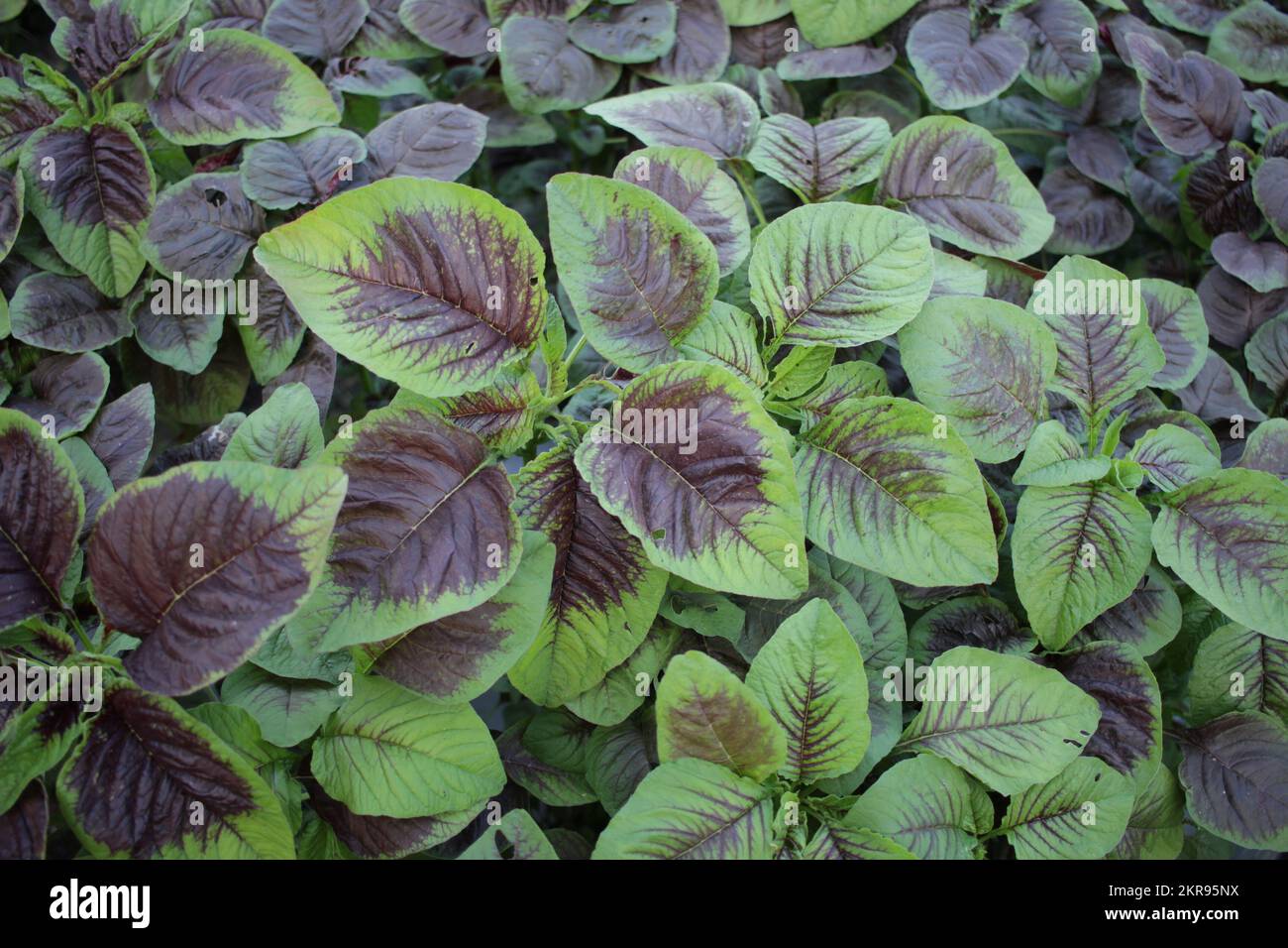 Amaranthus Tricolor. Spinach fresh Amaranth leaves growing in the
