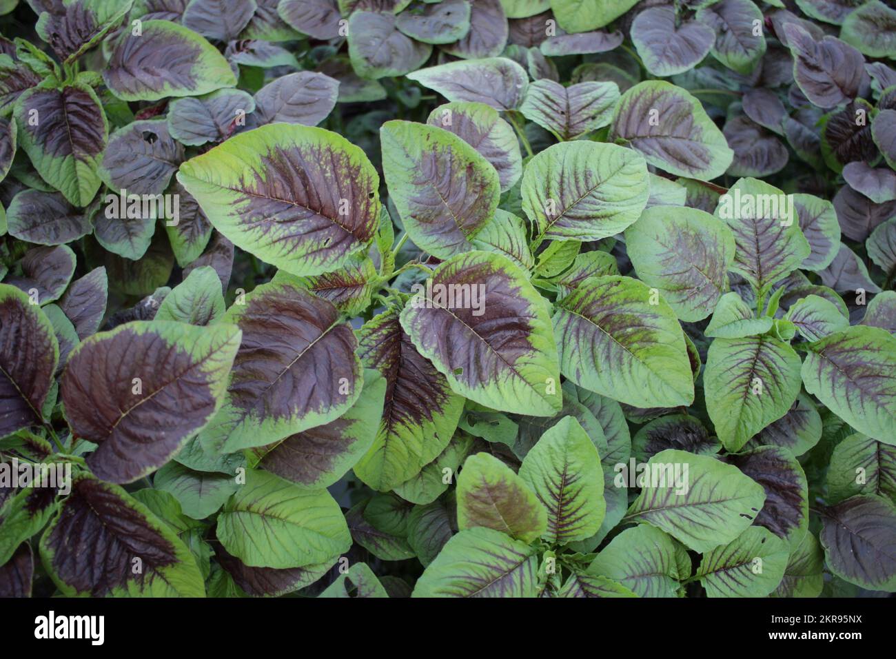 Amaranthus Tricolor. Spinach fresh Amaranth leaves growing in the vegetable garden. Organic vegetables. Stock Photo