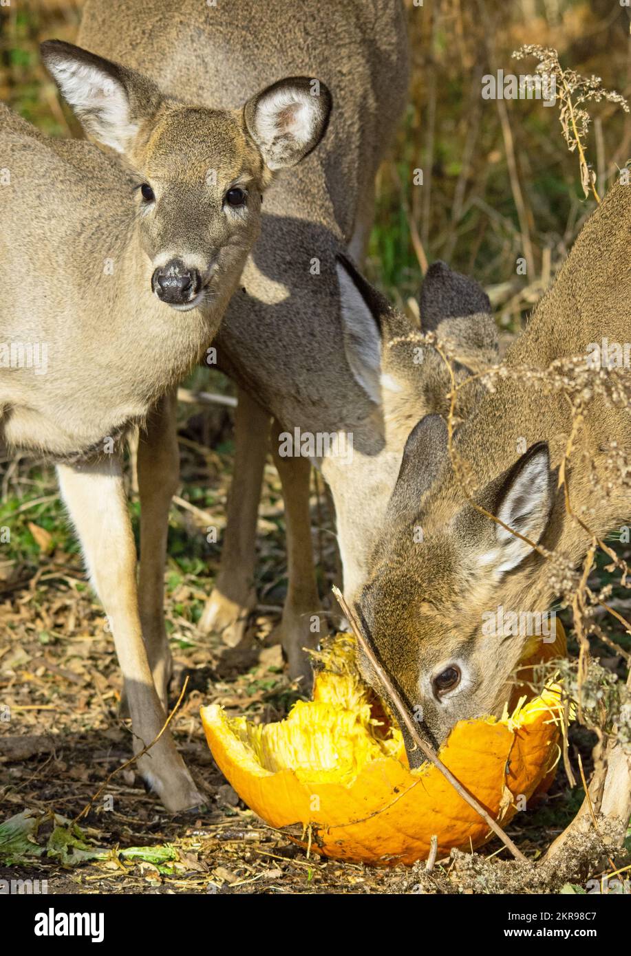 Whitetail Deer feeding on fresh pumpkin Stock Photo Alamy
