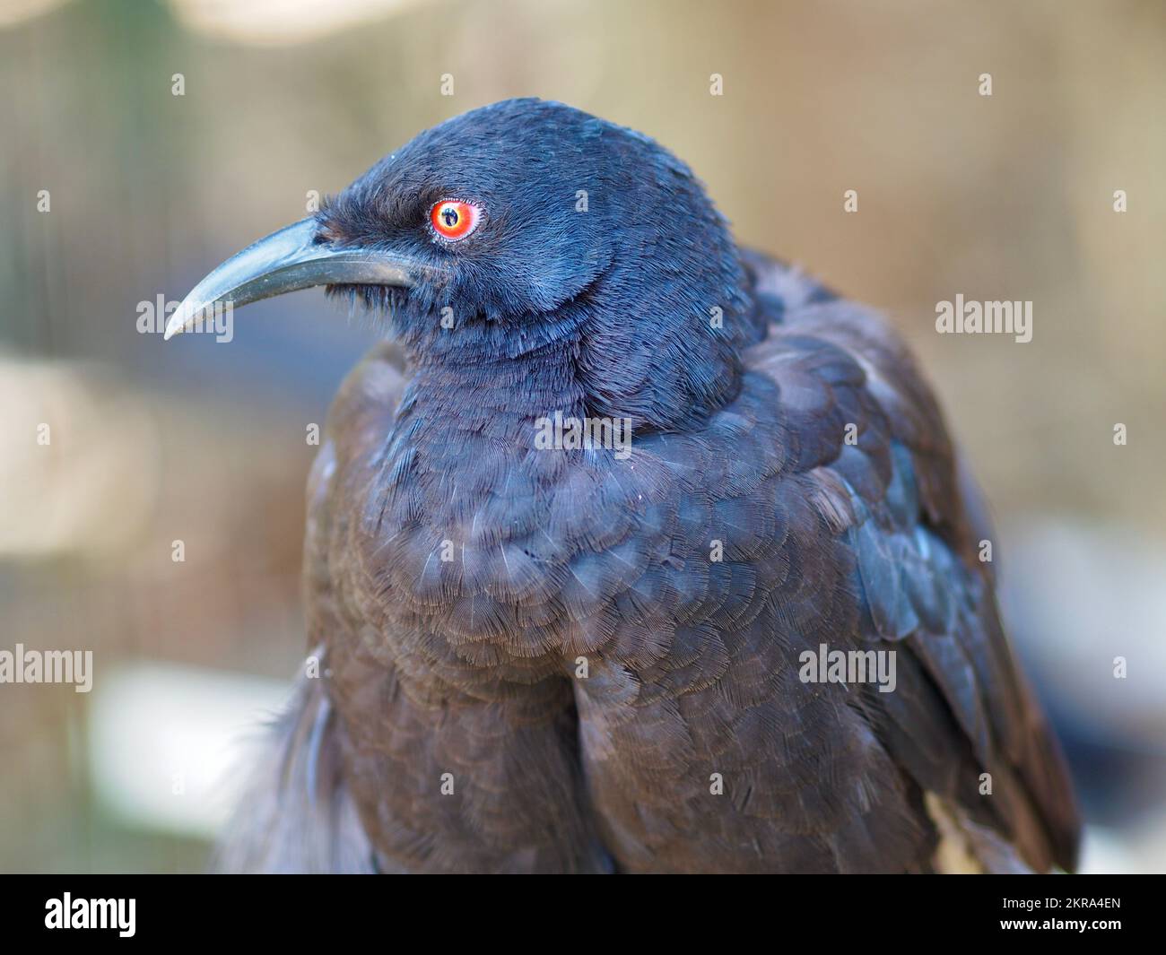 Remarkable striking White-winged Chough with amazing red eyes and glossy black plumage. Stock Photo