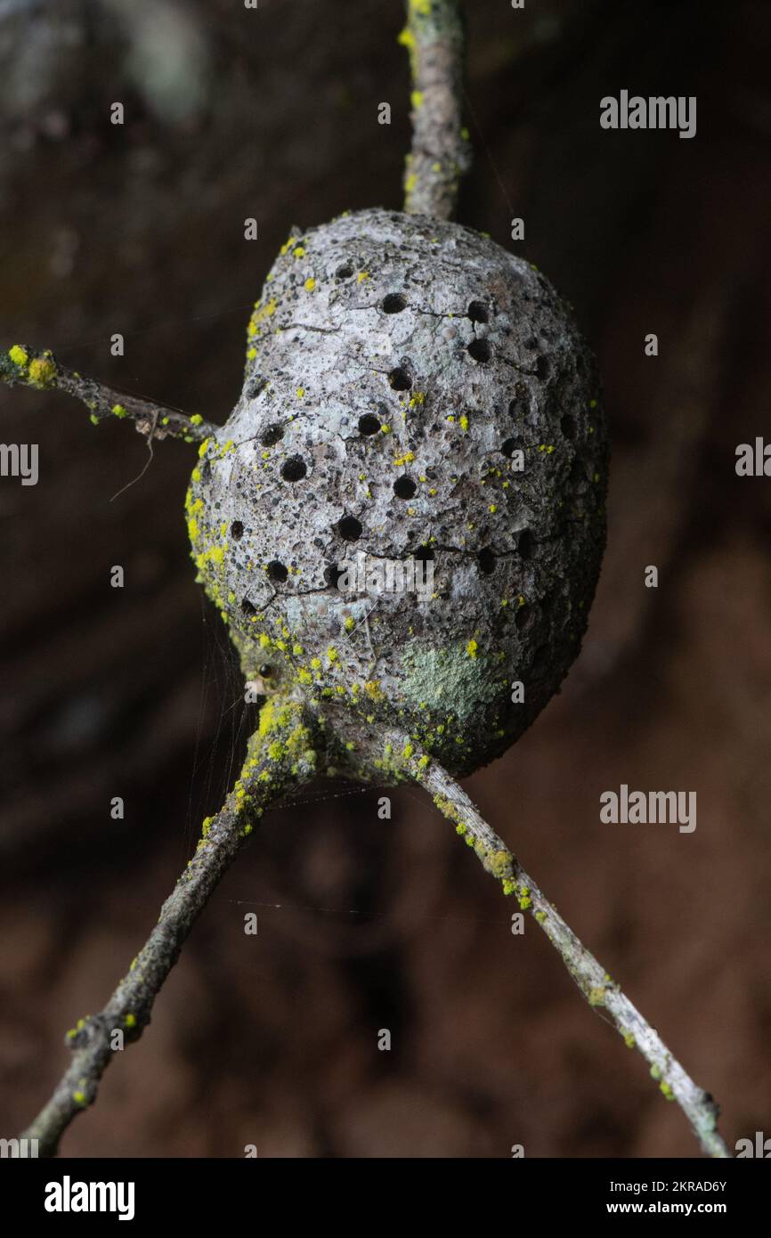 The gall of an oak wasp in the Callirhytis genus from California, USA. Stock Photo