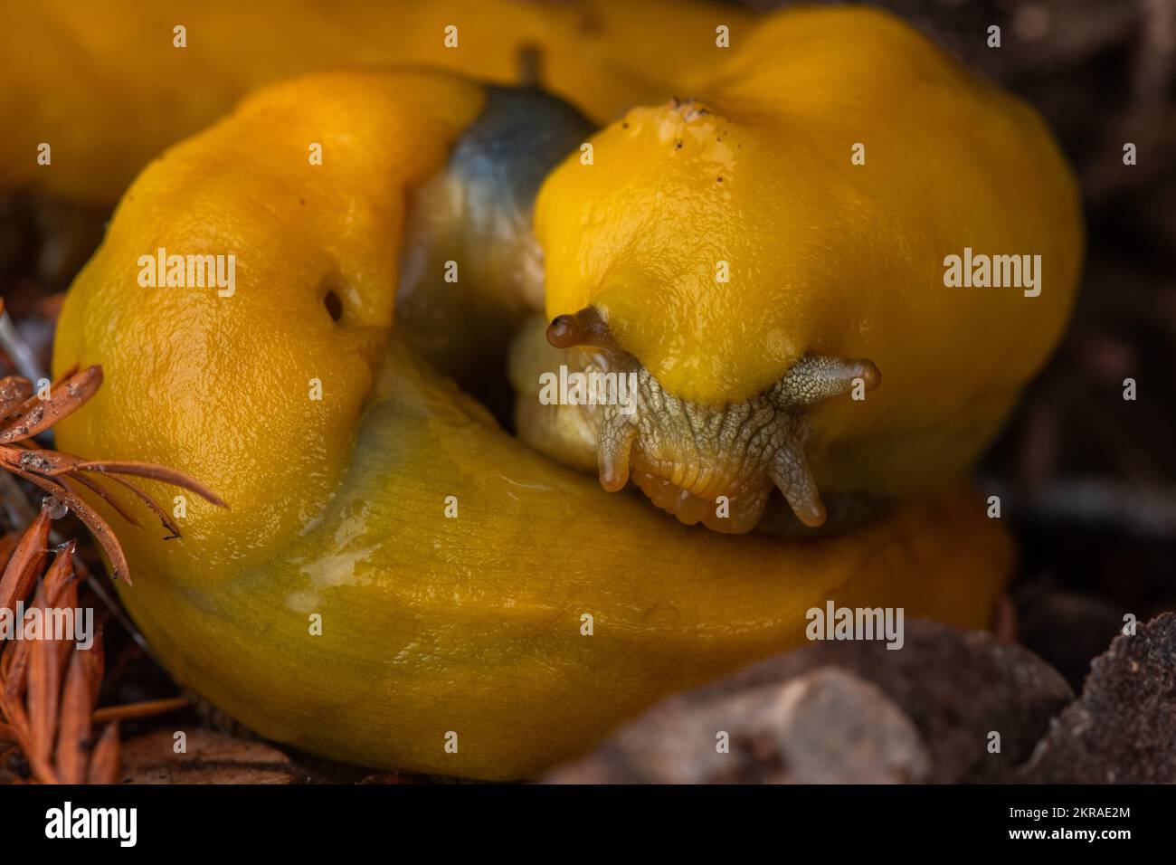 California Banana Slugs (Ariolimax californicus) mating on the forest floor in Big Basin redwoods state park in the Santa Cruz mountains, CA. Stock Photo