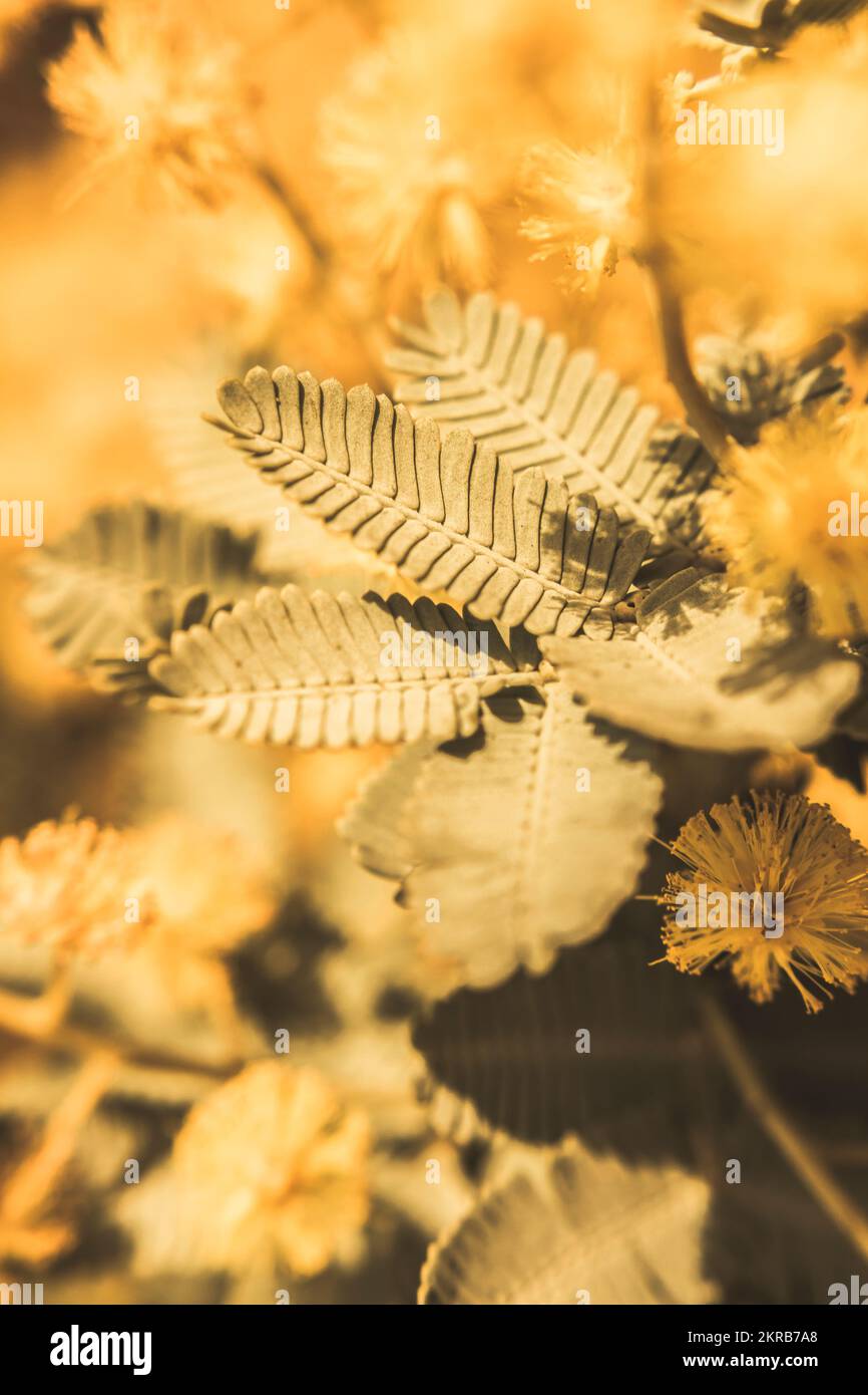Close macro nature photo on the Tasmanian Acacia Boormanii aka Snowy River Wattle which is a upright shrub with golden flowers in Winter to Spring. Au Stock Photo