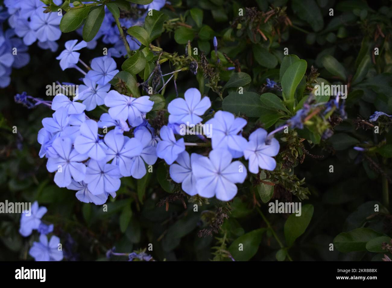 Lavender plumbago flowers on bush Stock Photo