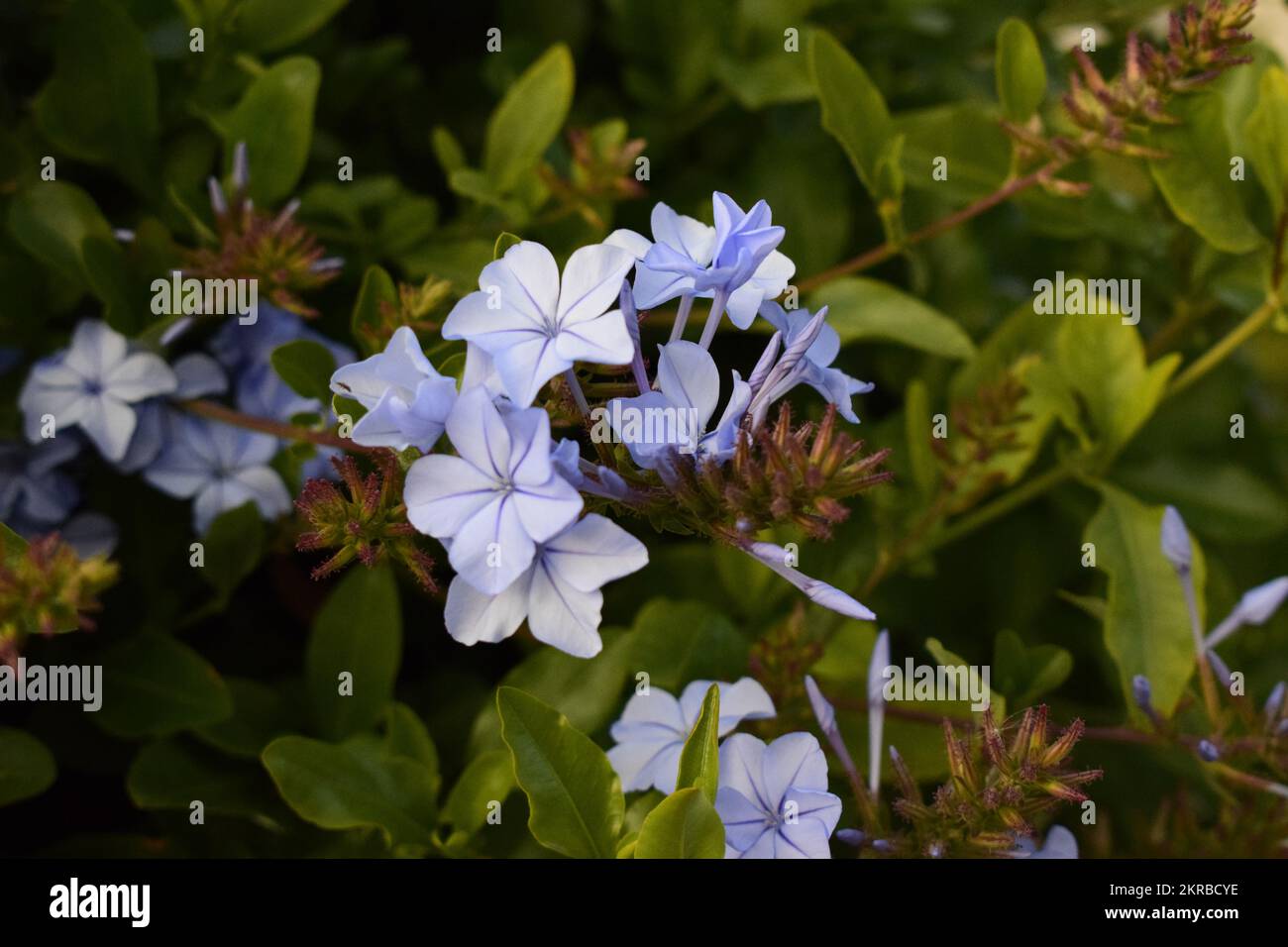 Lavender plumbago flowers on bush Stock Photo
