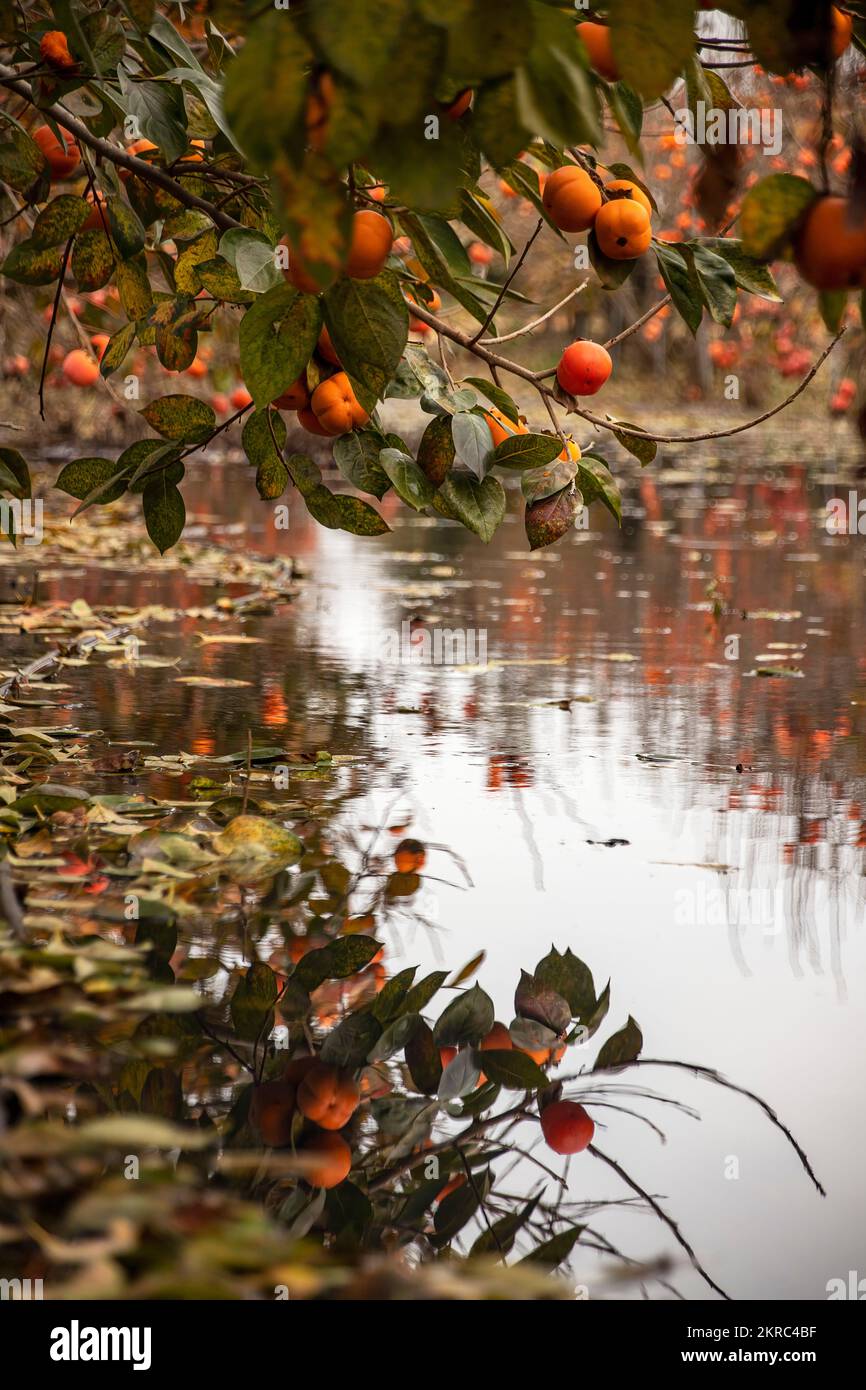 Reflection in the water of the ripe fruits of the persimmon tree Stock