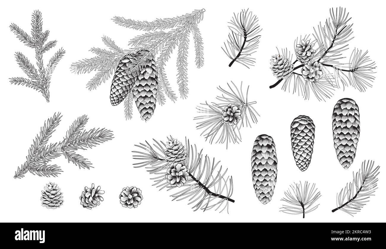 Set of evergreen branches, pine tree, fir, spruce coniferous plants