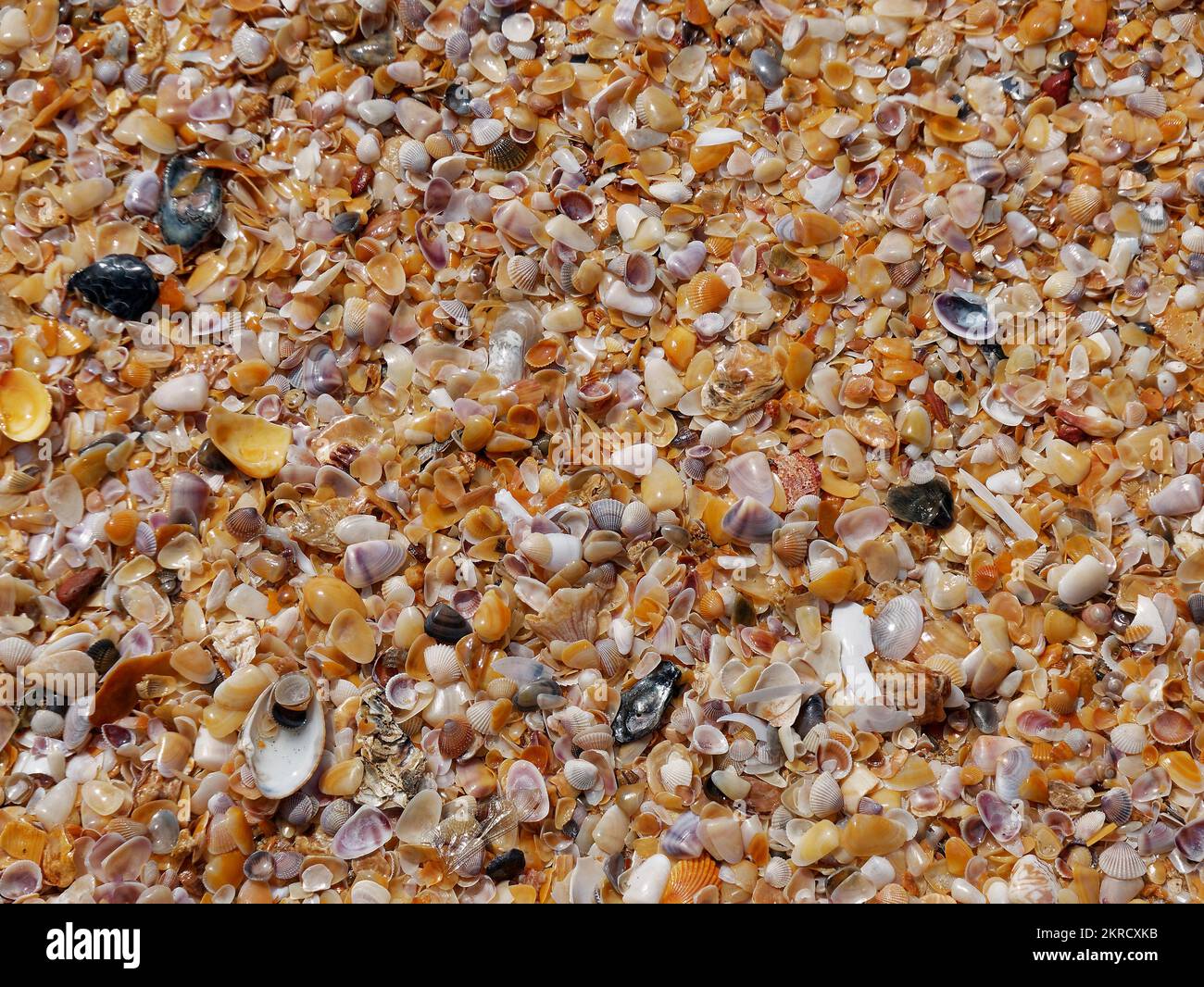 Seashells of different colors seashells as background texture of the