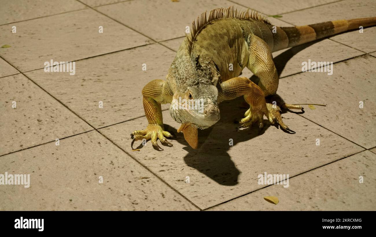 Close up big yellow iguana or lizard as animal pet lover collection and business cultivation or zoo Stock Photo