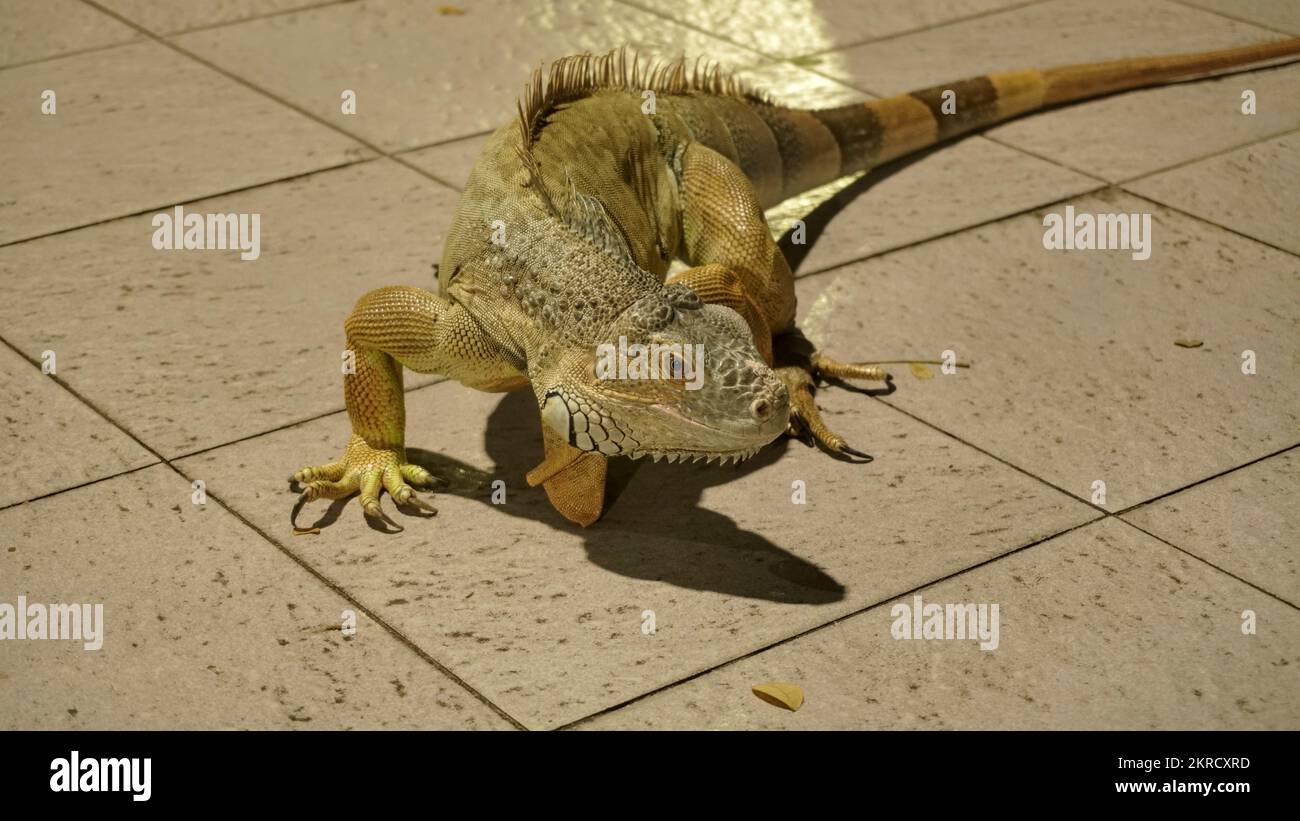 Close up big yellow iguana or lizard as animal pet lover collection and business cultivation or zoo Stock Photo