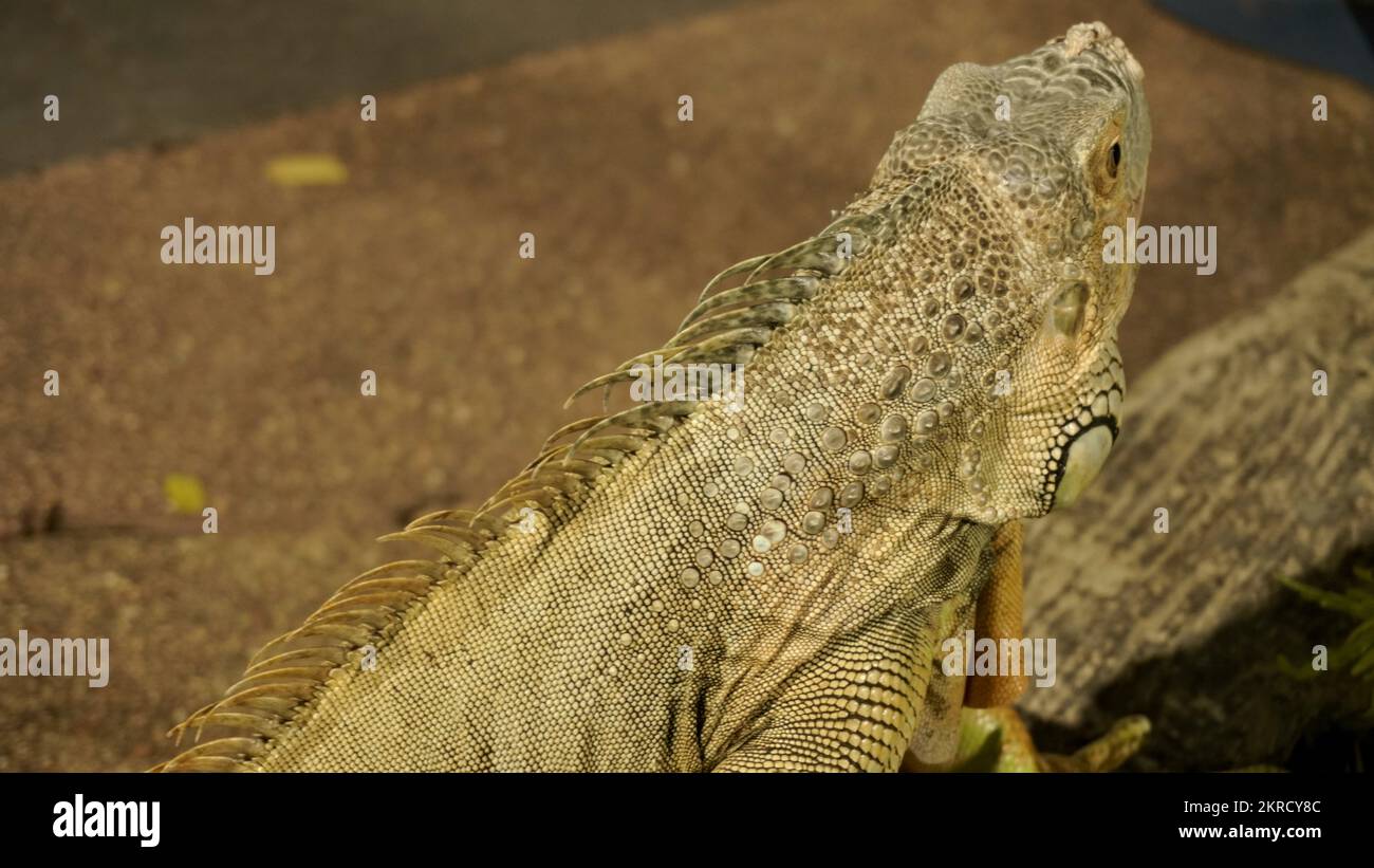 Close up big yellow iguana or lizard as animal pet lover collection and business cultivation or zoo Stock Photo