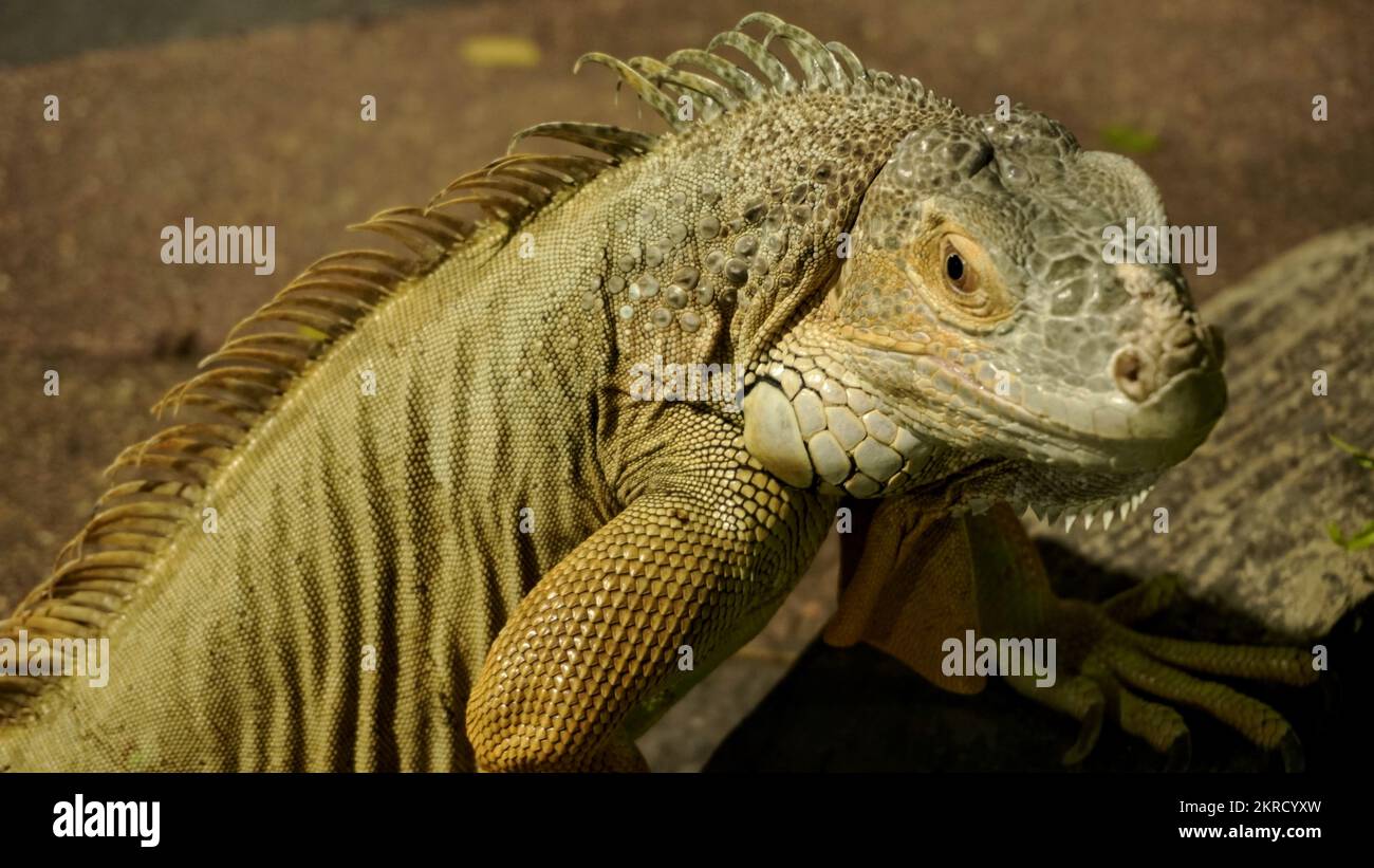 Close up big yellow iguana or lizard as animal pet lover collection and business cultivation or zoo Stock Photo