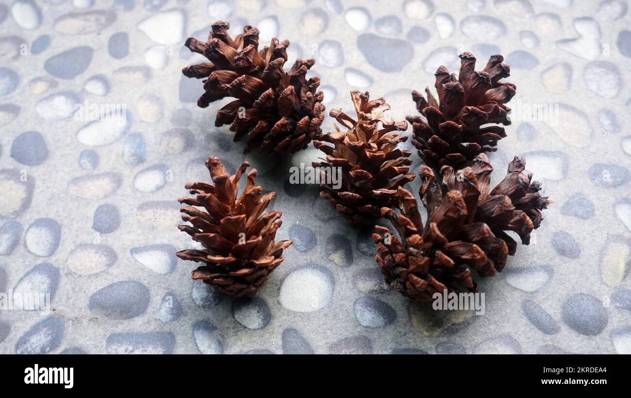 Close up hand holding pine flower for template background Stock Photo