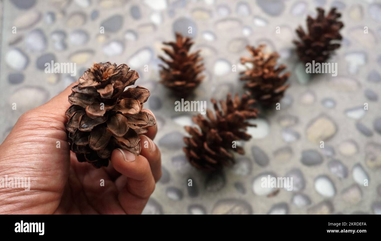 Close up hand holding pine flower for template background Stock Photo