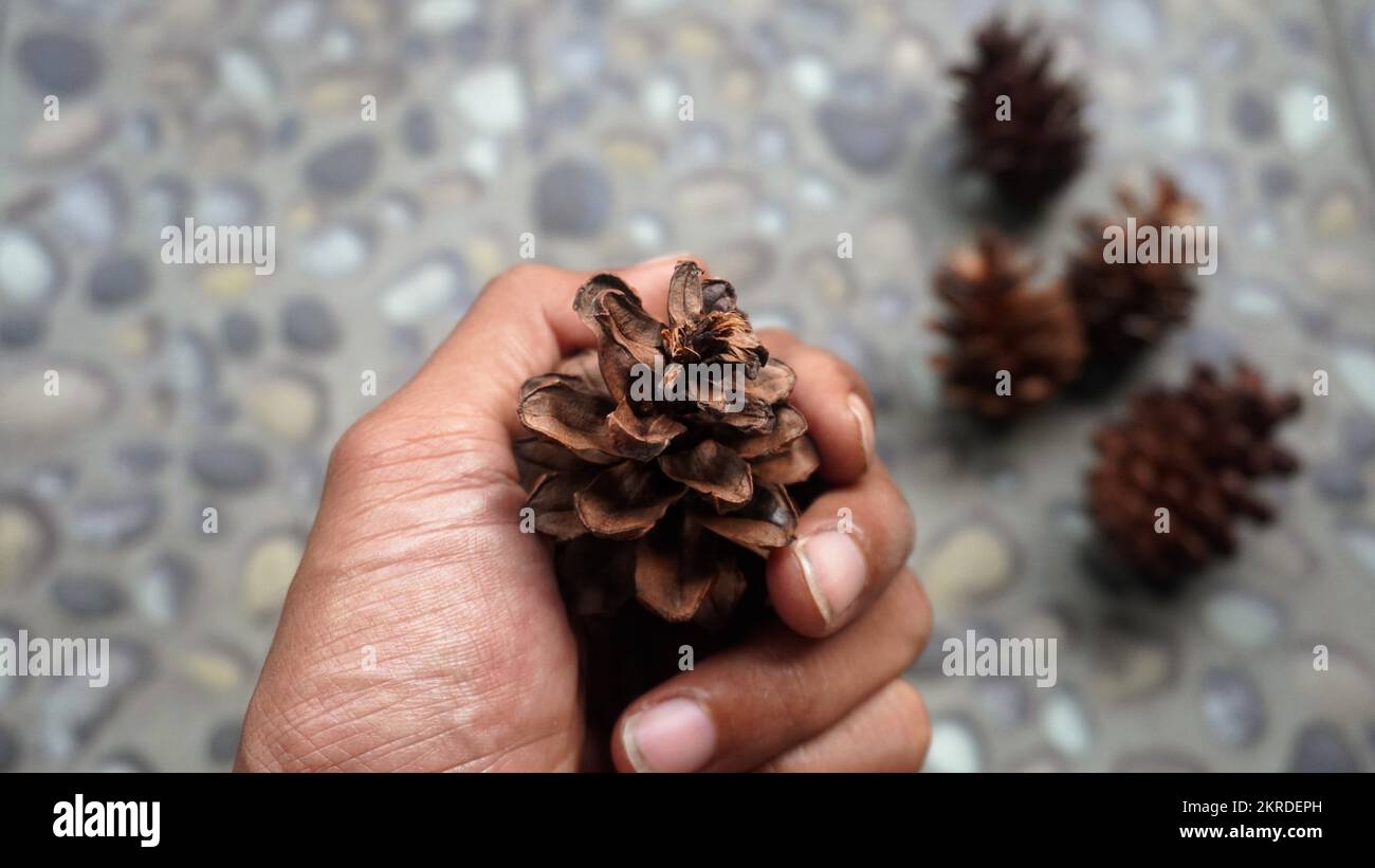 Close up hand holding pine flower for template background Stock Photo
