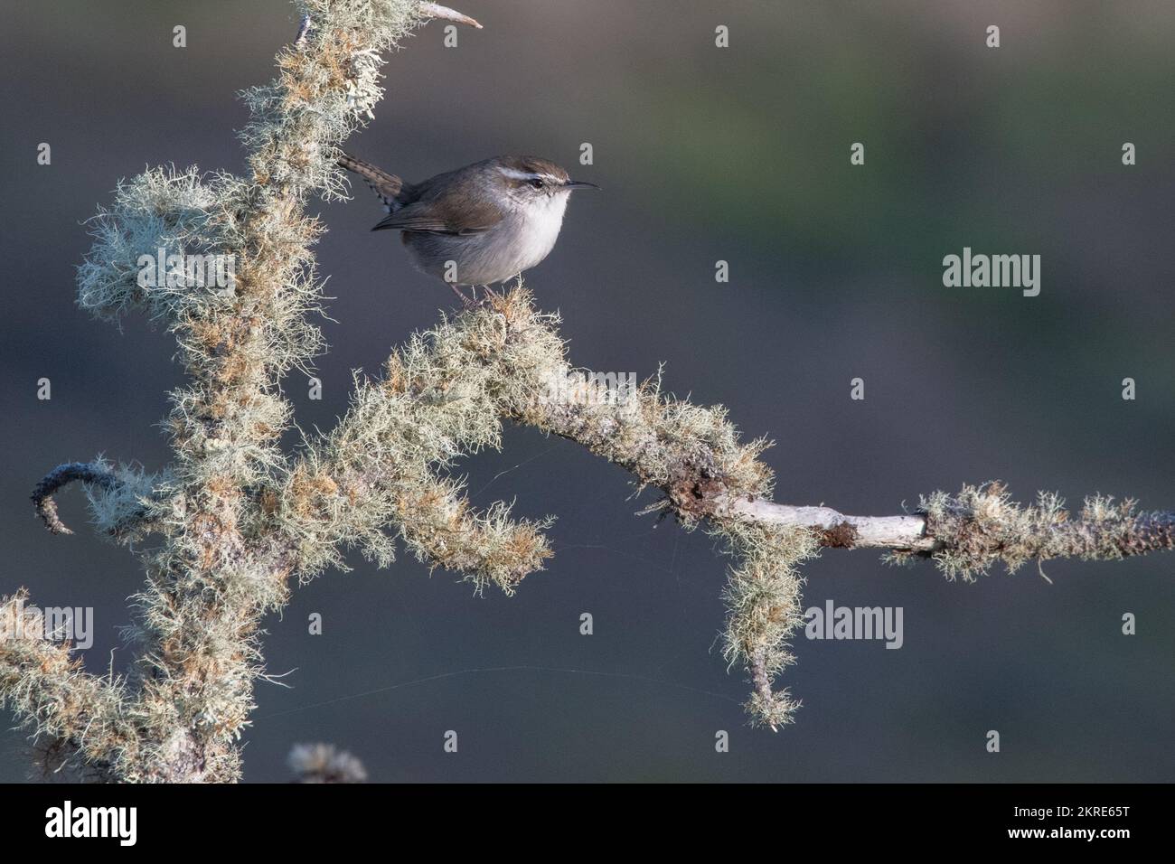 Bewick's wren (Thryomanes bewickii) perched on a mossy branch near Monterey, California. Stock Photo