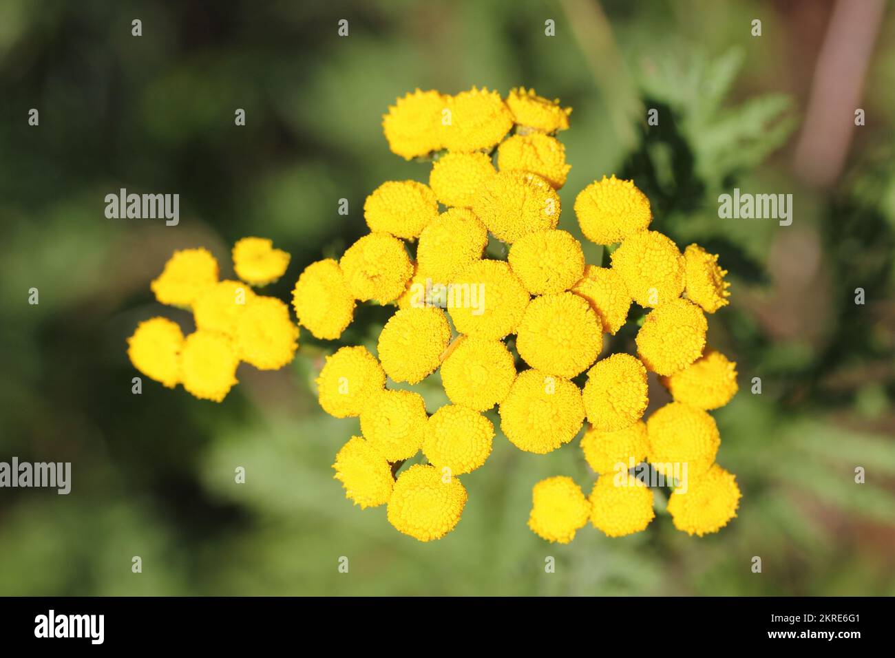 Tansy (Tanacetum vulgare),  a plant belonging to the sunflower family is (Asteraceae) Stock Photo