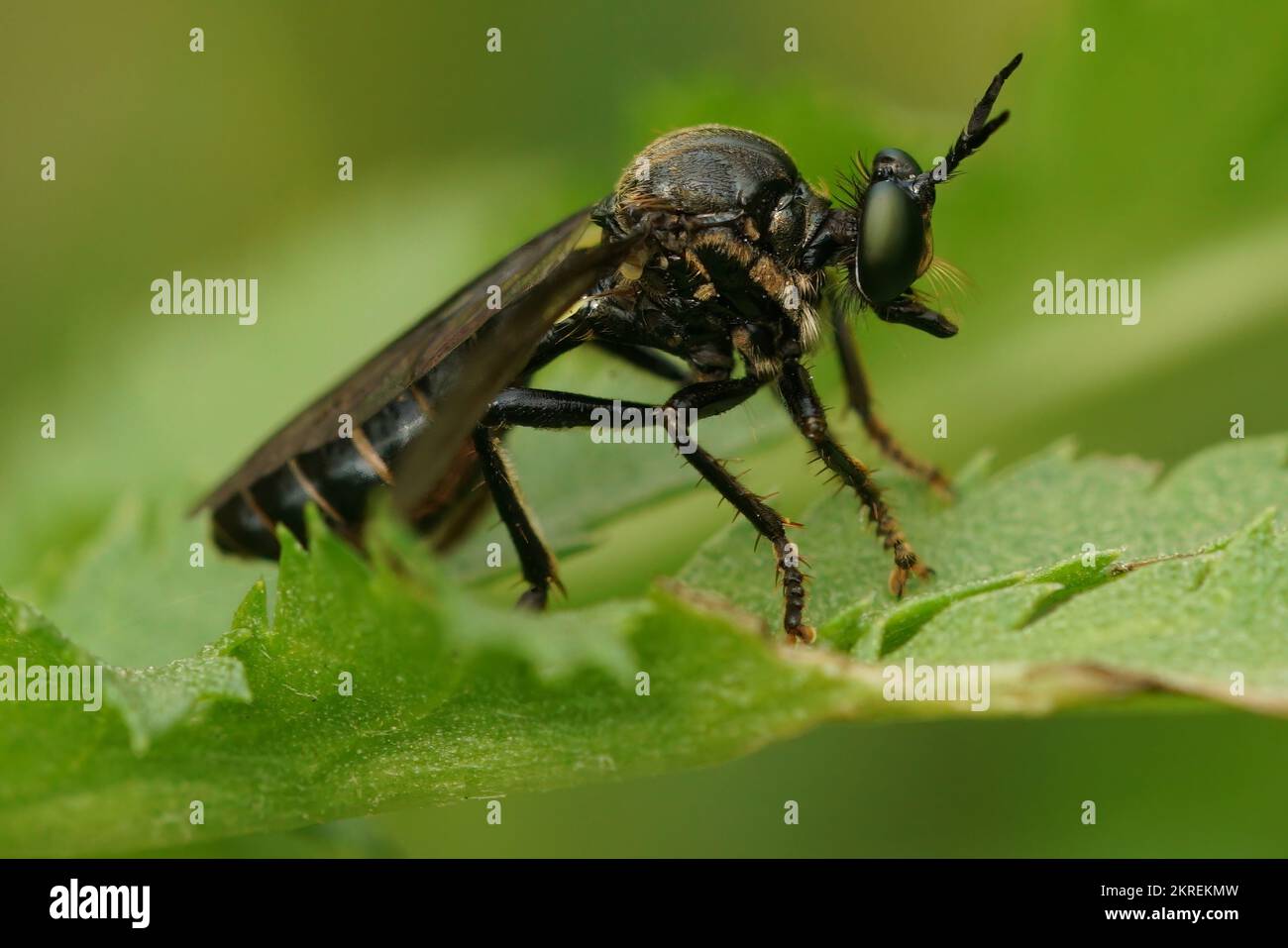 Black Fly Rome Black Robber Fly Uk