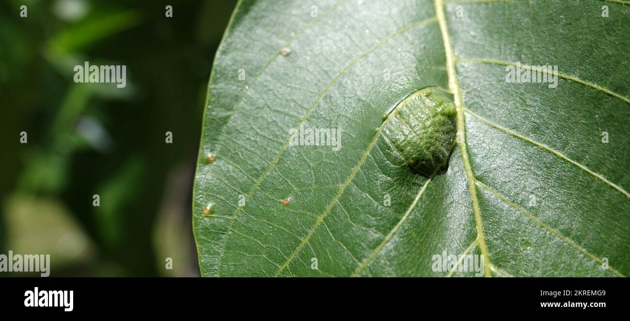 Singing beetle hi-res stock photography and images - Alamy