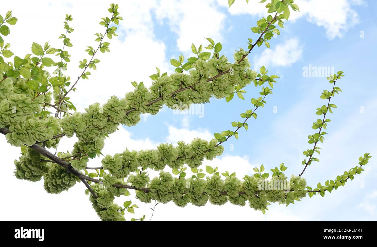 Elm tree rough blooming green leaves in spring Stock Photo Alamy