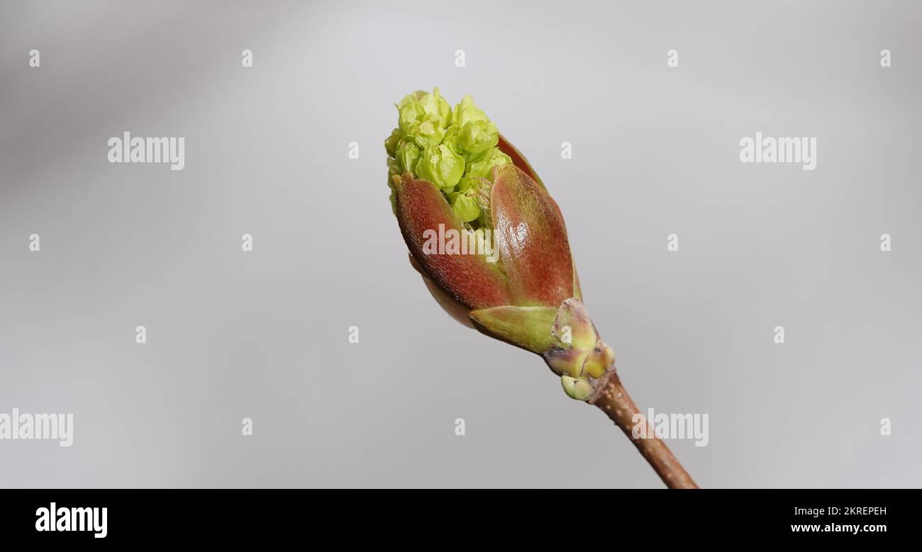 Tree Ash-leaved Maple Spring Blossom Still Green Seeds Stock Photo