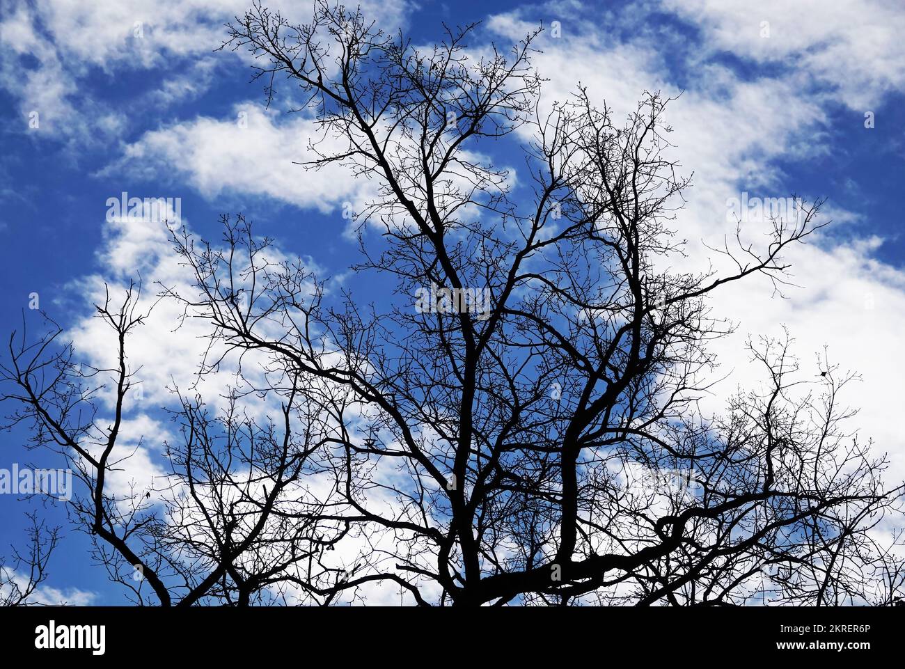 Tree with long branches against a blue sky with clouds Stock Photo Alamy