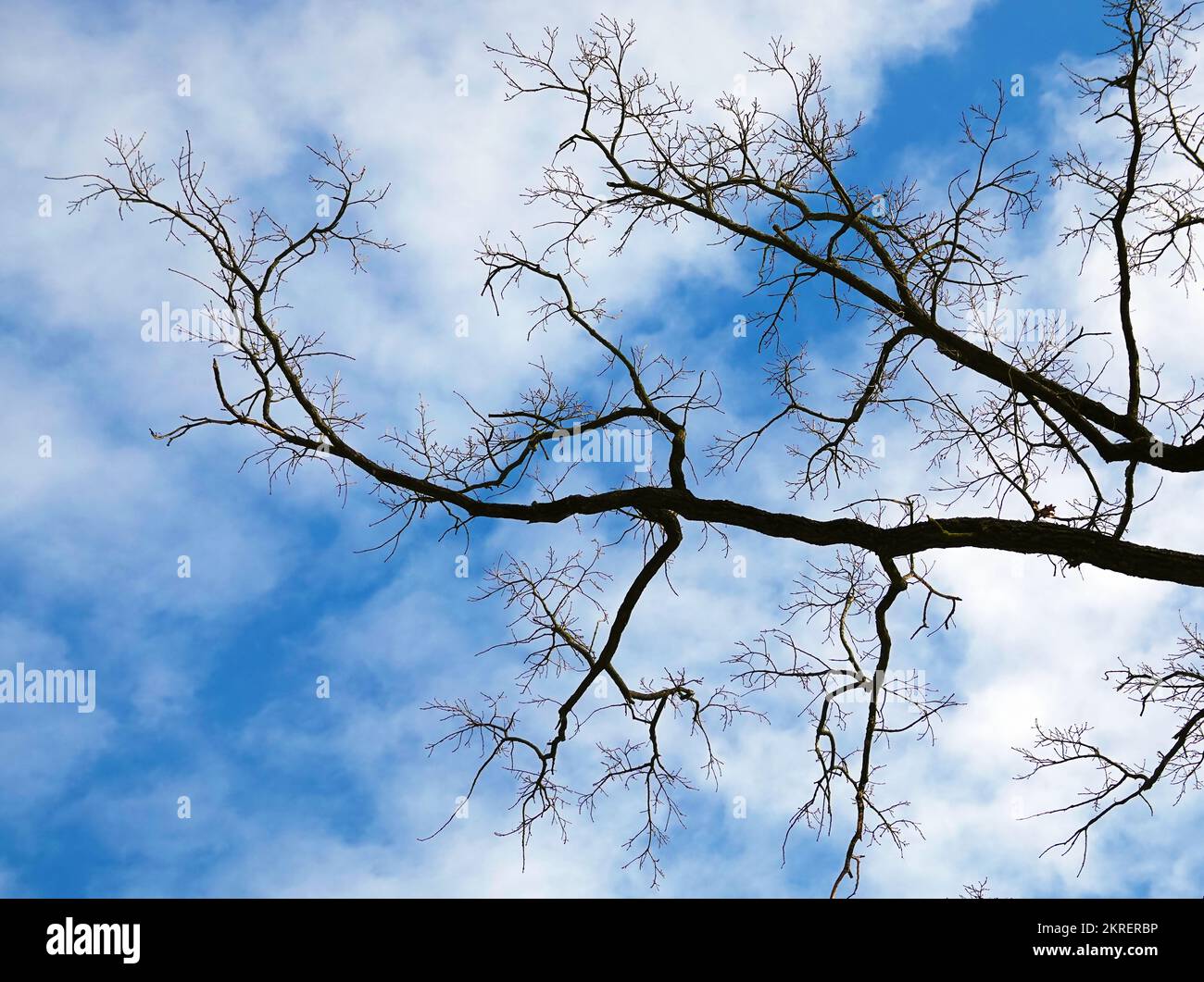 Tree with long branches against a blue sky with clouds Stock Photo Alamy