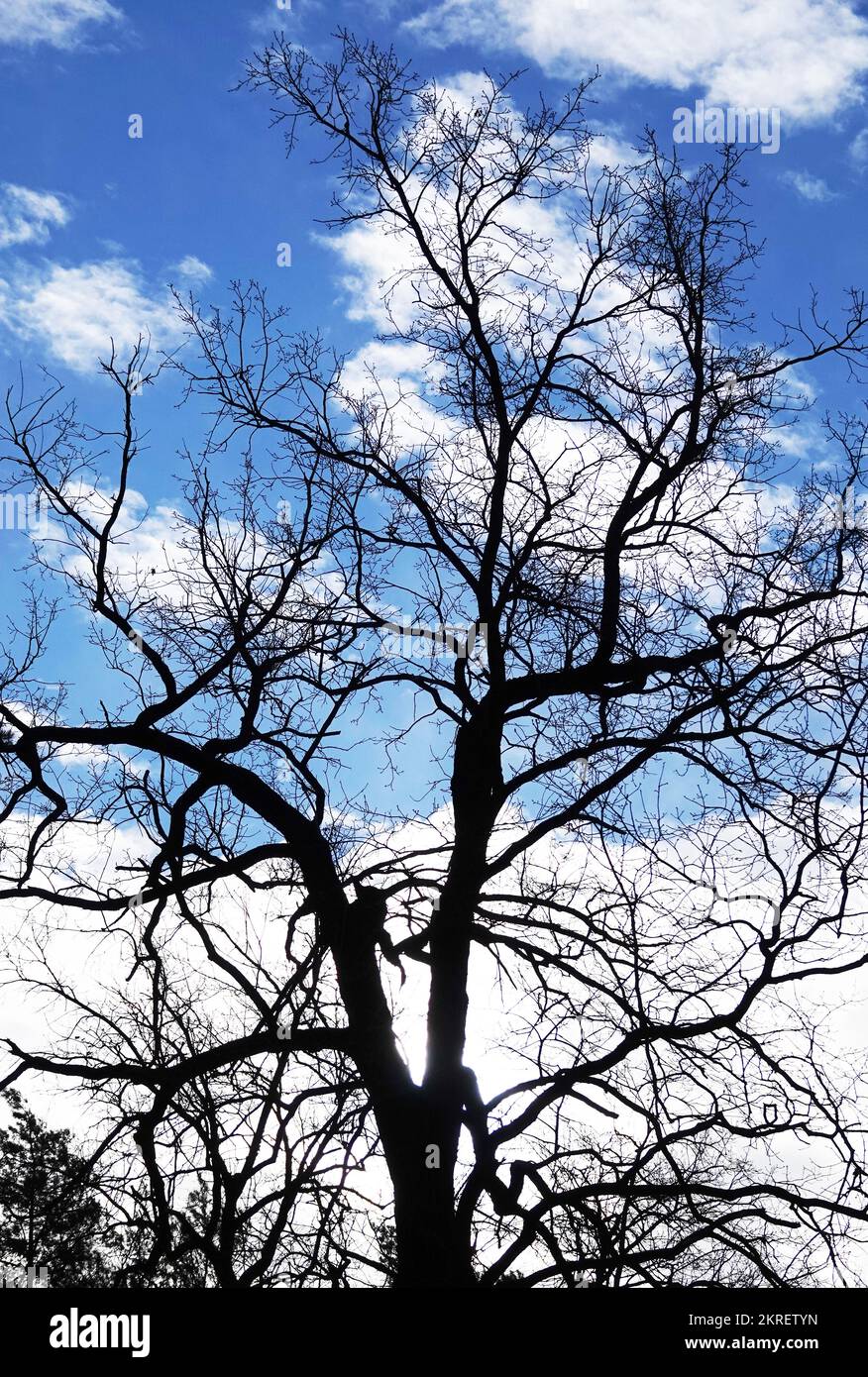 Tree with long branches against a blue sky with clouds Stock Photo Alamy