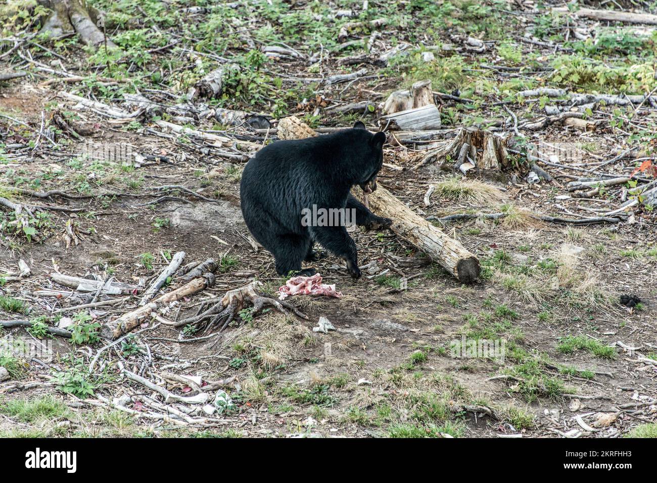 Wild Black Bear walks in forests of Acadieville National Park, New