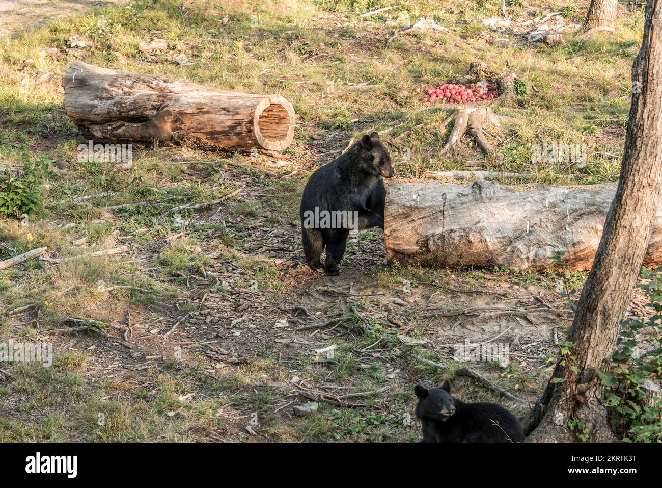 Black Bear mother and baby cub climbing in a tree top summer time