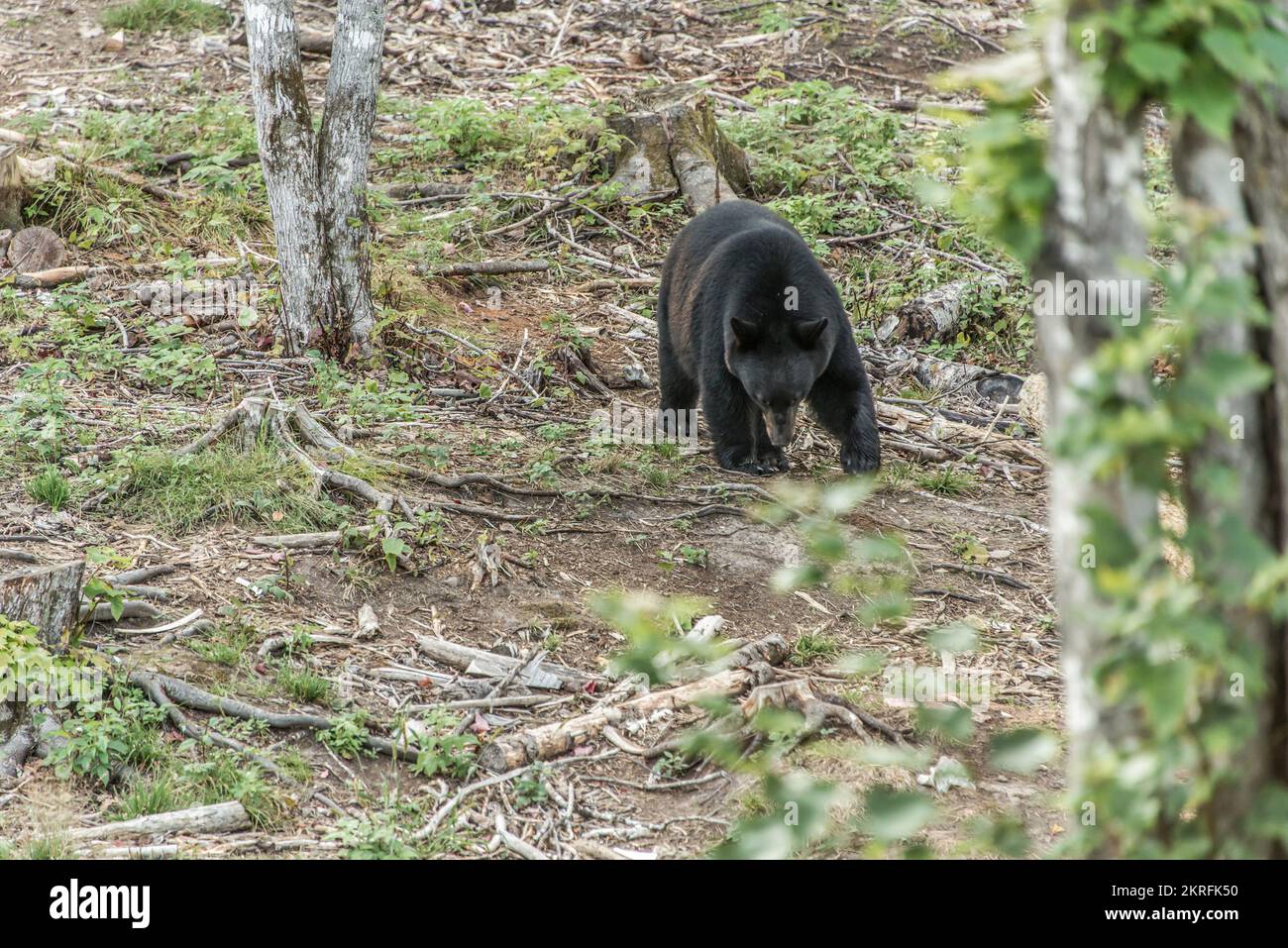 Wild Black Bear walks in forests of Acadieville National Park, New