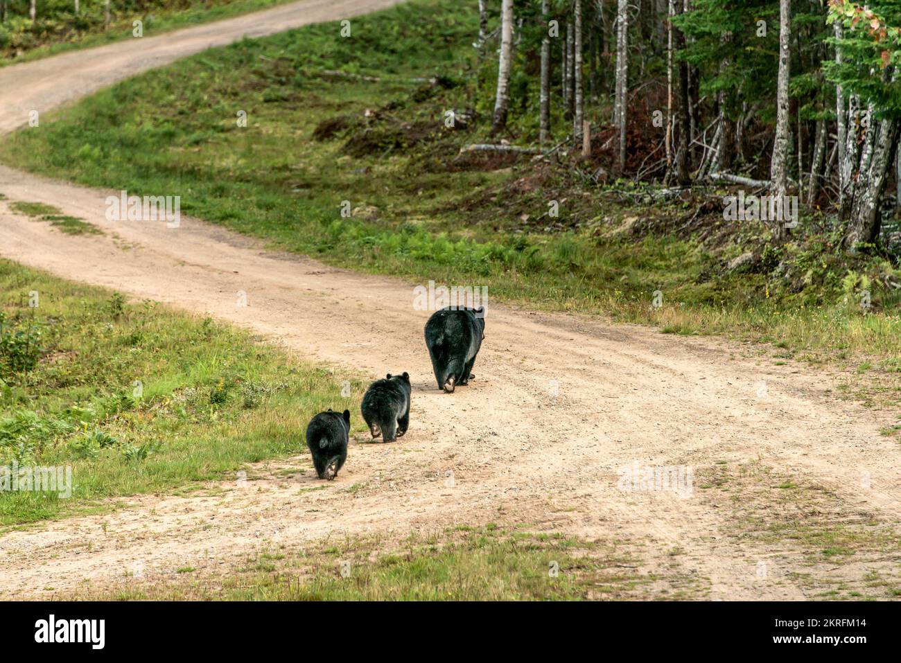 Black Bear mother and baby cubs walking away summer time, Acadieville