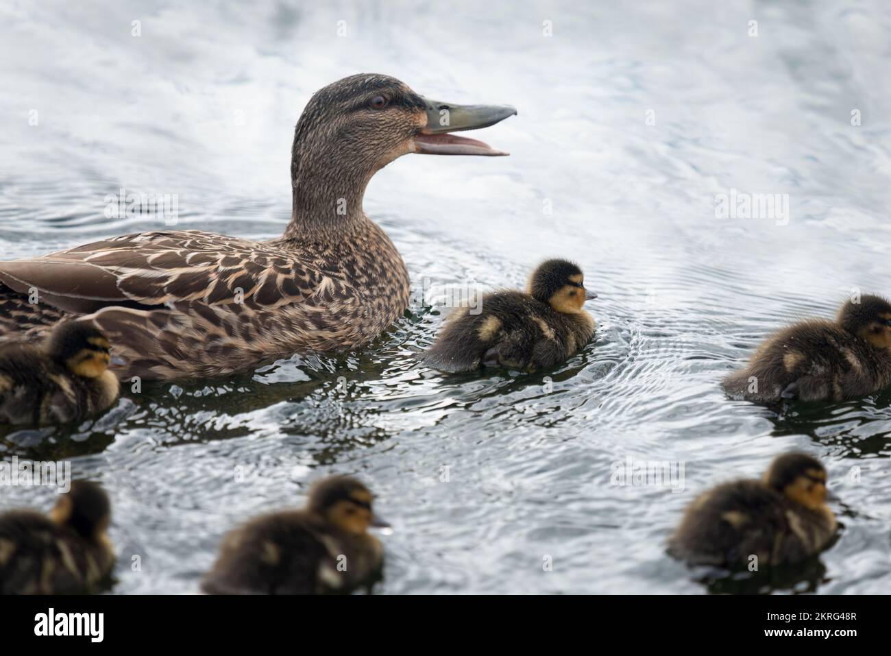 Mother duck calling her ducklings and swimming in the lake Stock Photo Alamy