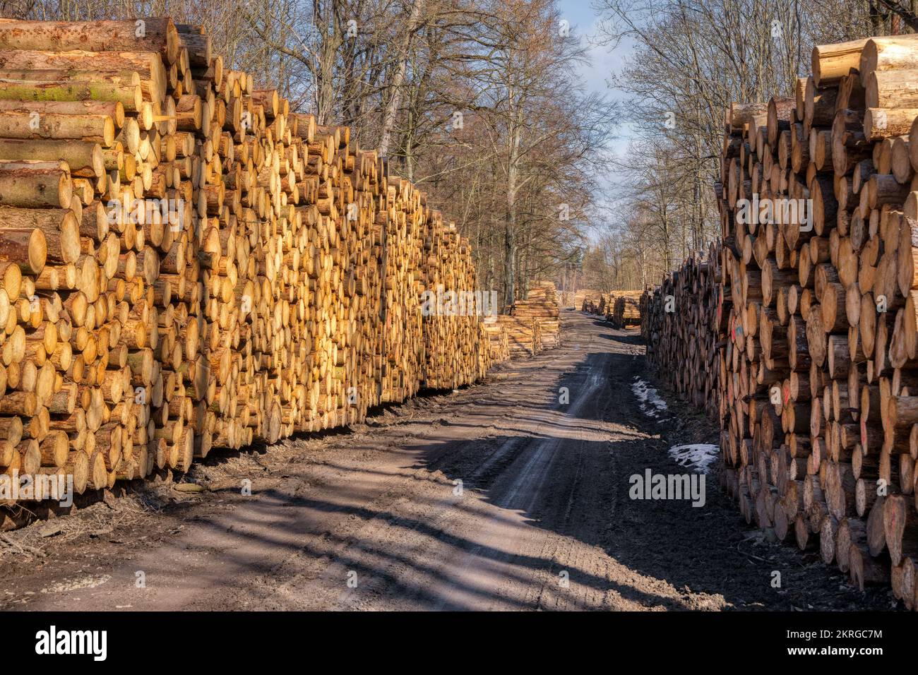 Wald Waldweg mit Holzpolter Stock Photo