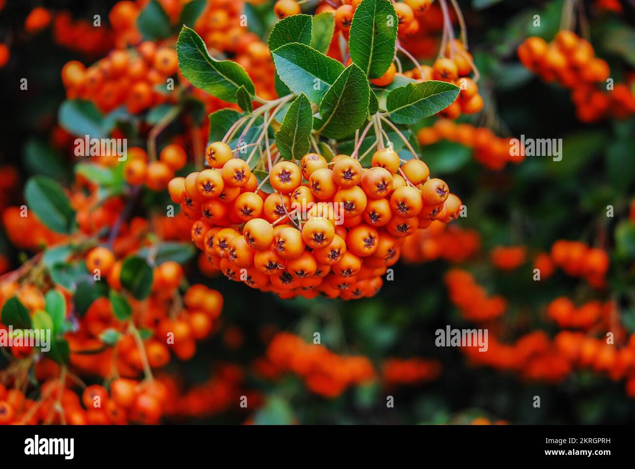 Pyracantha coccinea. Ripe firethorn fruits grow on firethorn bushes. A